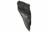 Partial Fossil Megalodon Tooth - Serrated Edge #293949-1